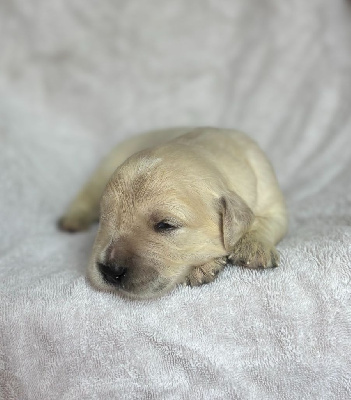 CHIOT