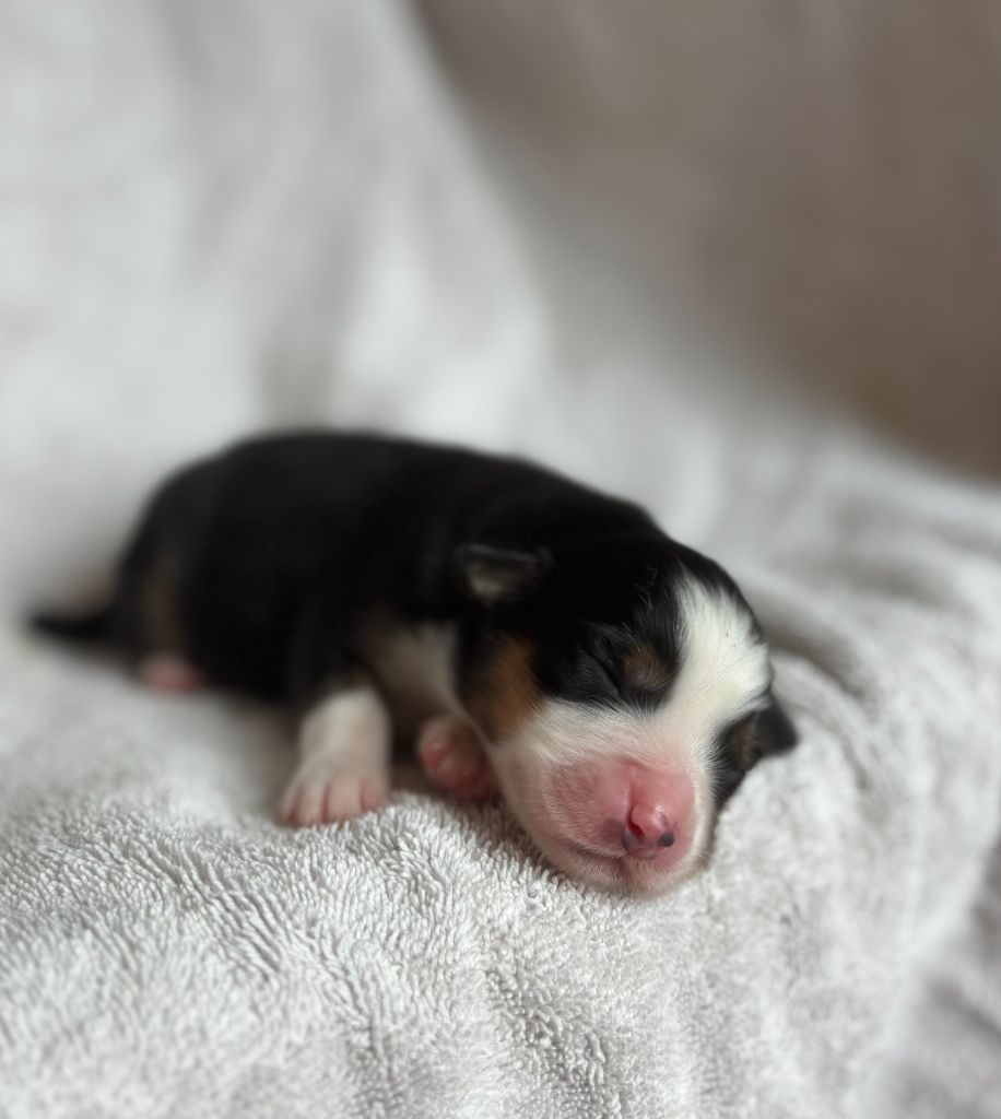 du royaume des horizons d'or - Chiots disponibles - Berger Américain Miniature 