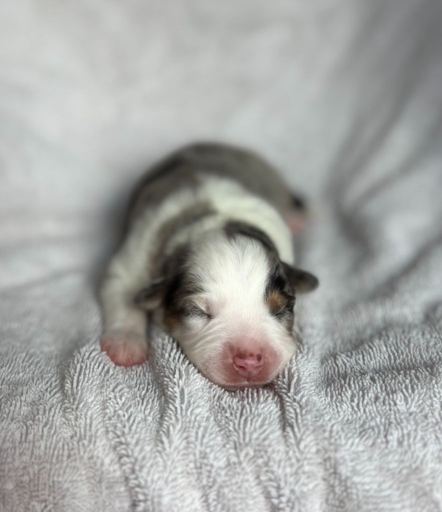du royaume des horizons d'or - Chiots disponibles - Berger Américain Miniature 