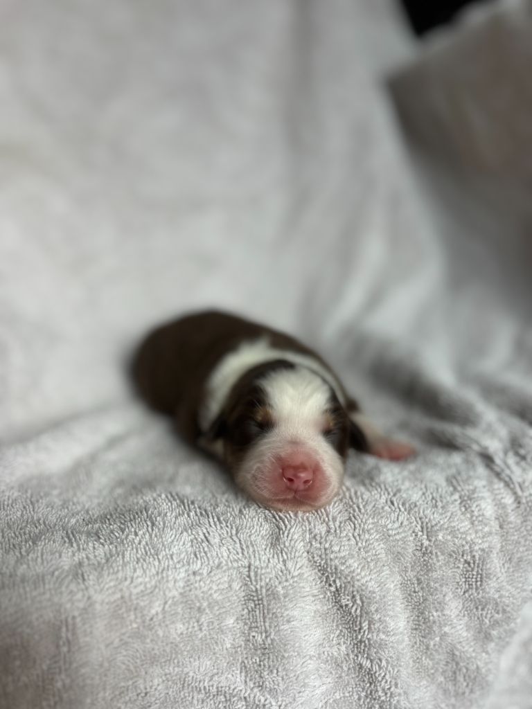 du royaume des horizons d'or - Chiots disponibles - Berger Américain Miniature 