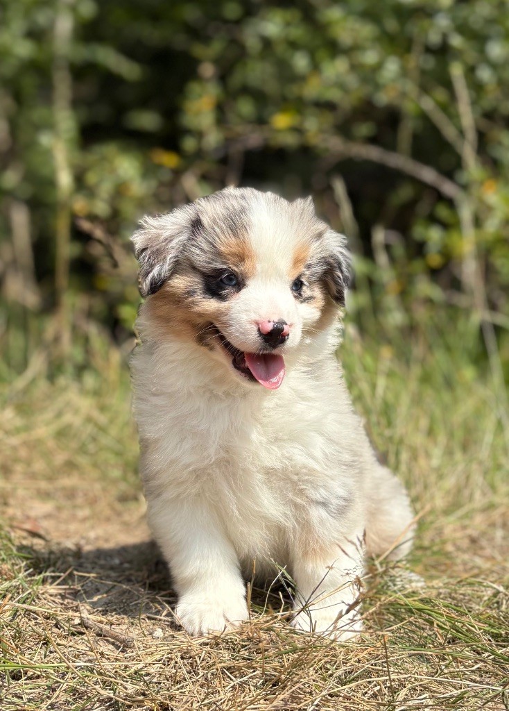 du royaume des horizons d'or - Chiots disponibles - Berger Américain Miniature 