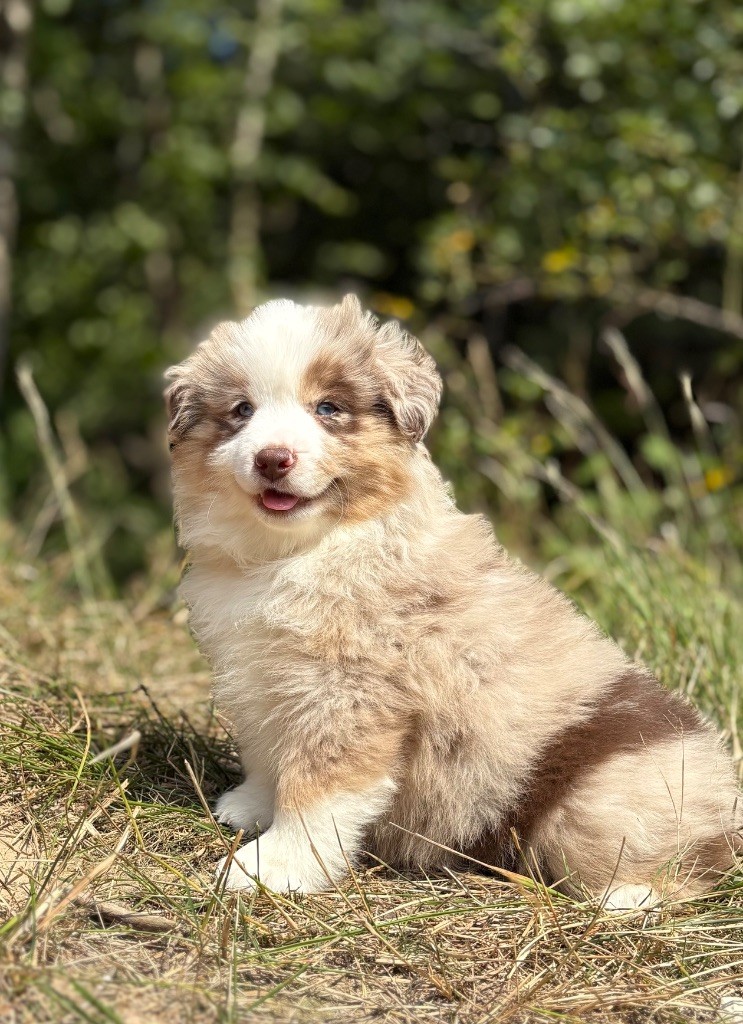 du royaume des horizons d'or - Chiots disponibles - Berger Américain Miniature 