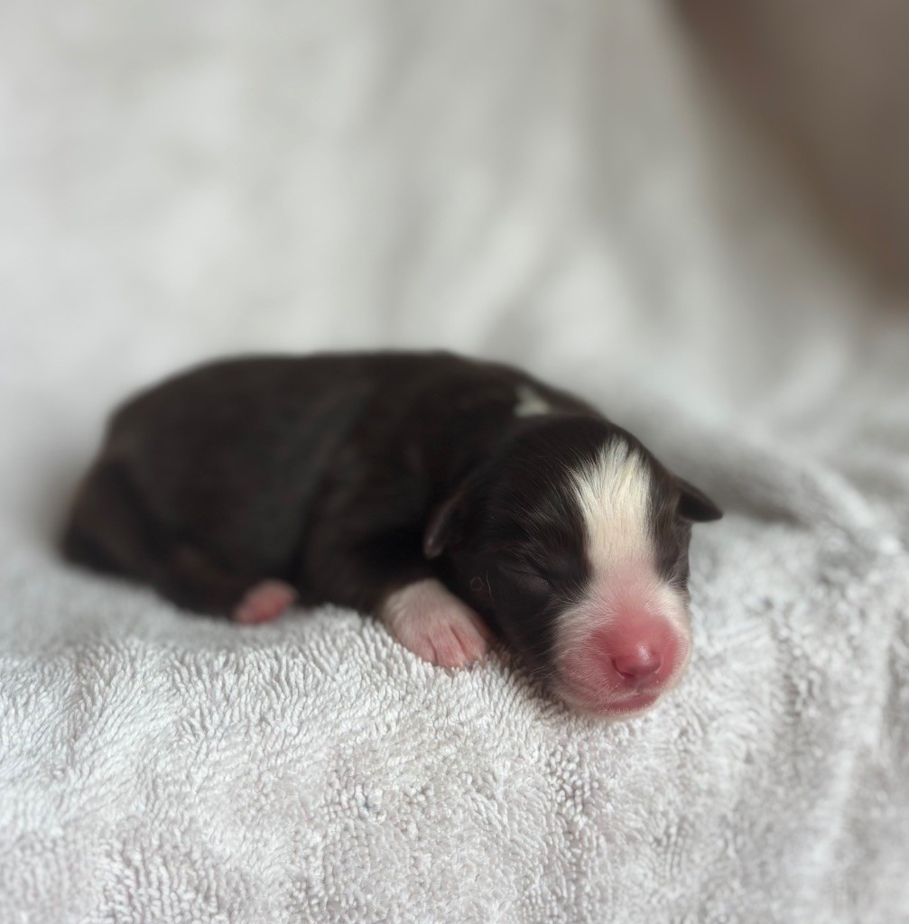 du royaume des horizons d'or - Chiots disponibles - Berger Américain Miniature 