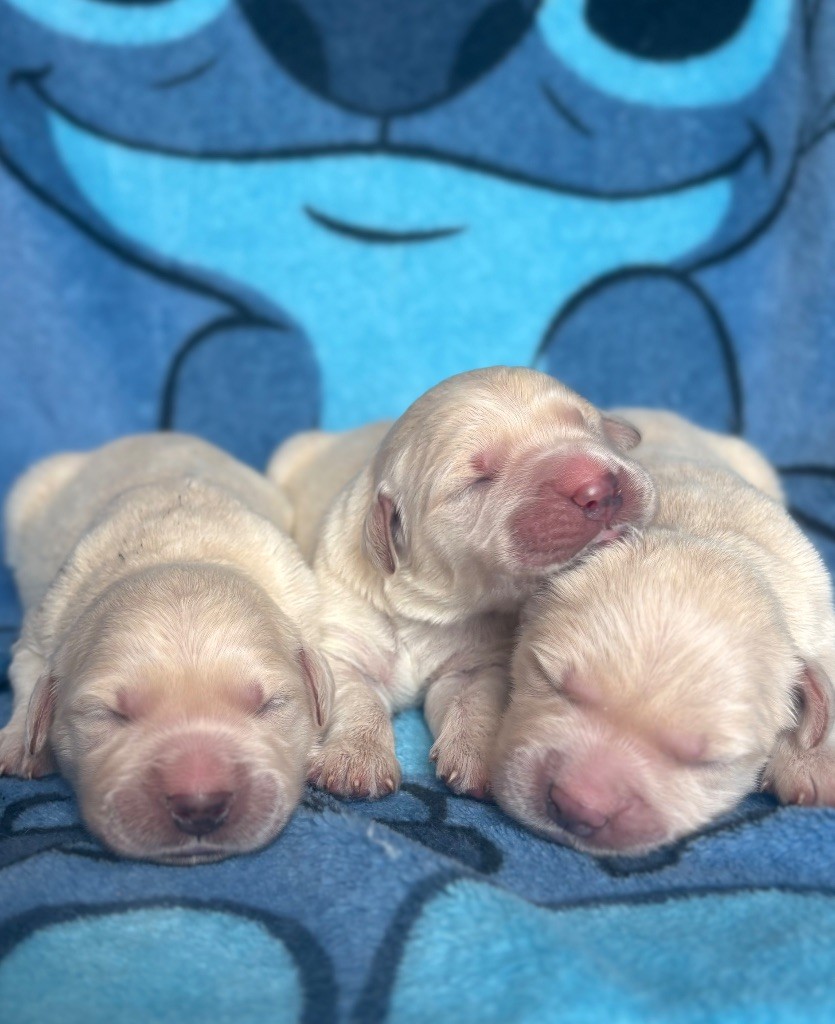 du royaume des horizons d'or - Chiots disponibles - Golden Retriever