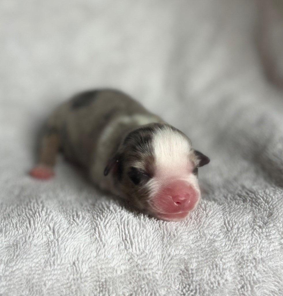 du royaume des horizons d'or - Chiots disponibles - Berger Américain Miniature 