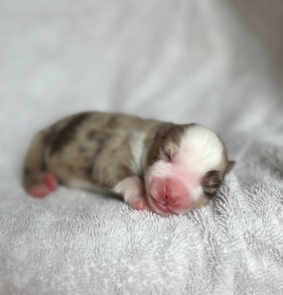 du royaume des horizons d'or - Chiots disponibles - Berger Américain Miniature 